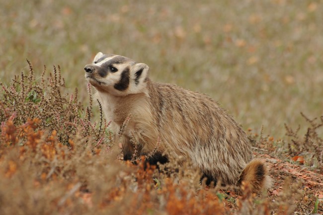 An American badger in a dry grassland.