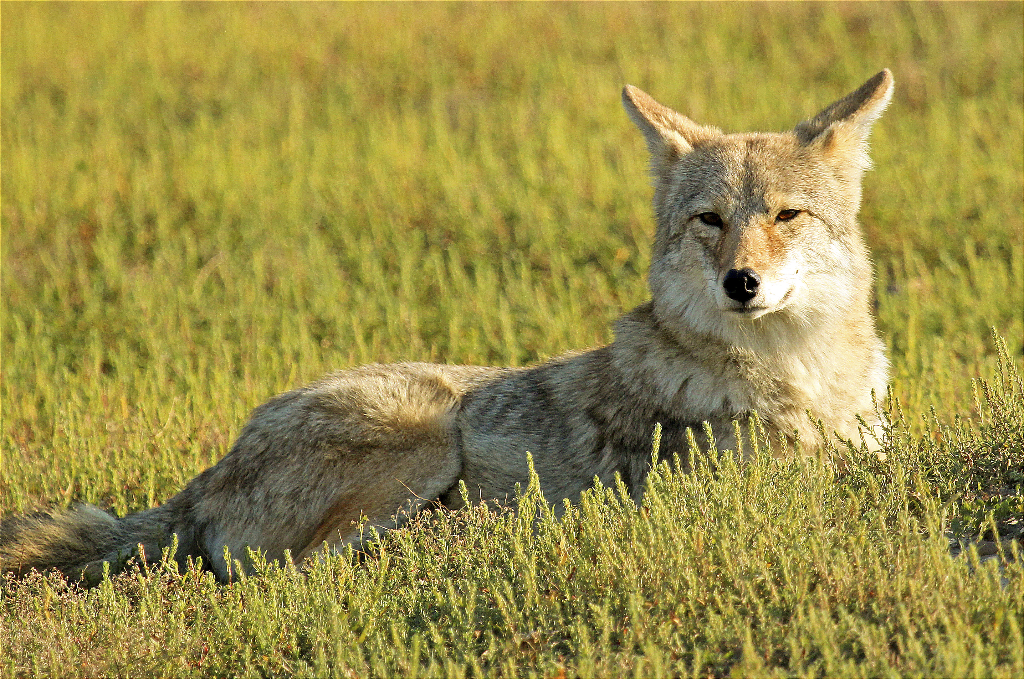 A close up of a coyote