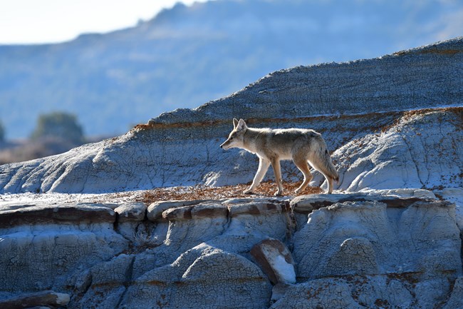 Coyote on a butte