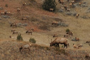 A herd of elk grazing in the park