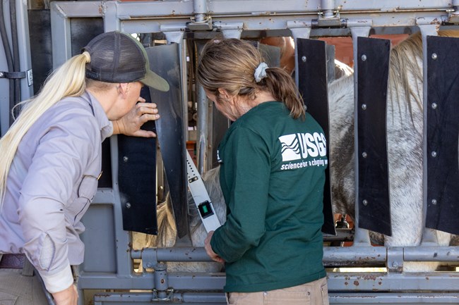 Two women stand infron of animal pen, a grey mare in the pen has a white GPS collar on