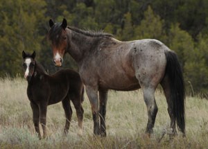A mare with her colt