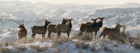 Elk on Ridgeline Trail
