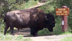 Bison blocking the Ridgeline Trail.