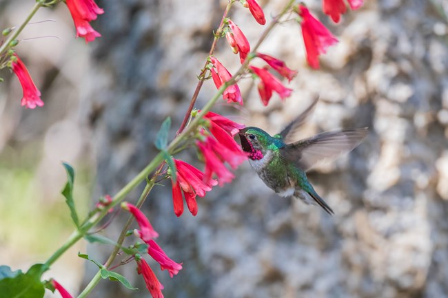 A hummingbird investigating a firecracker penstemon