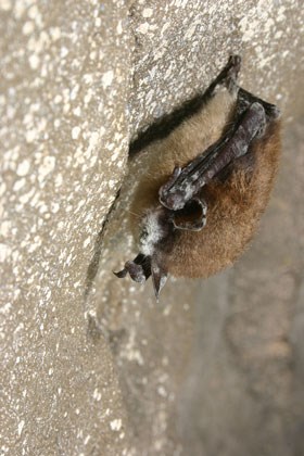 White-nose Syndrome, a fungus that forms a tell-tale white coating on the muzzle of bats is deadly to nearly all bats affected.  Photo by Al Hicks, NYSDEC.