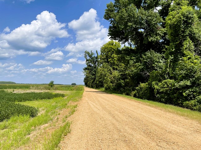 gravel road with green trees on one side and rows of crops on the other