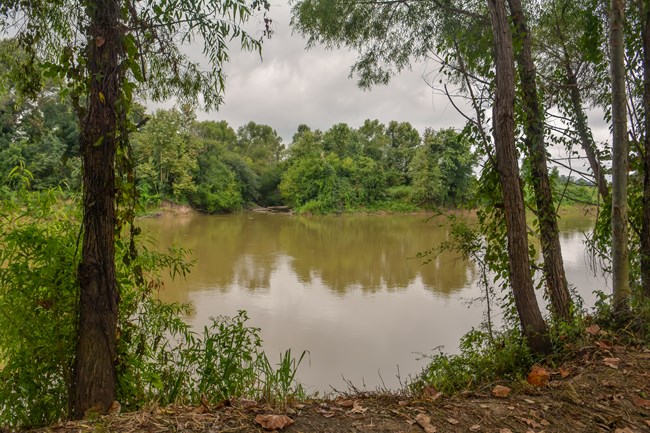 muddy river visible behind bare trees