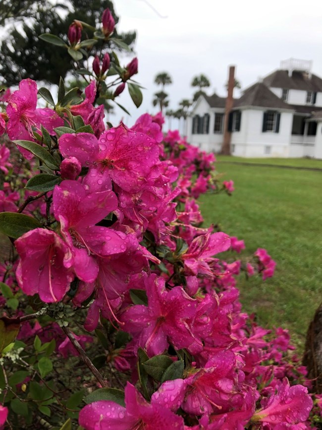 Azaleas in bloom