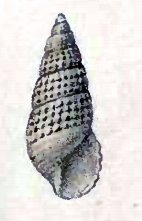 drawing of a narrow spiral shell