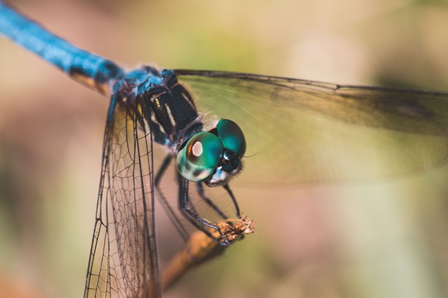 a close up image of a brightly colored dragonfly
