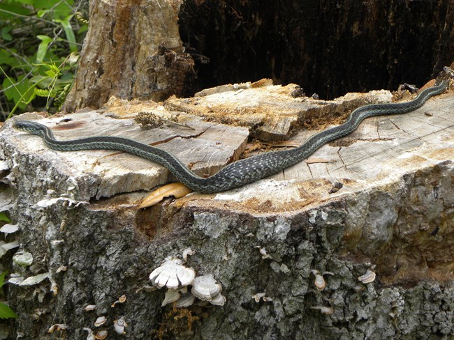 snake on a stump with large lump in its middle