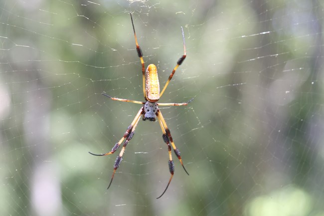 a large yellow spider in a web