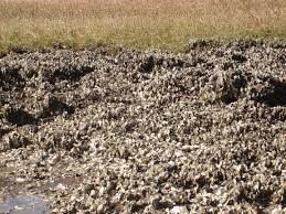 a muddy bank covered in small oyster shells