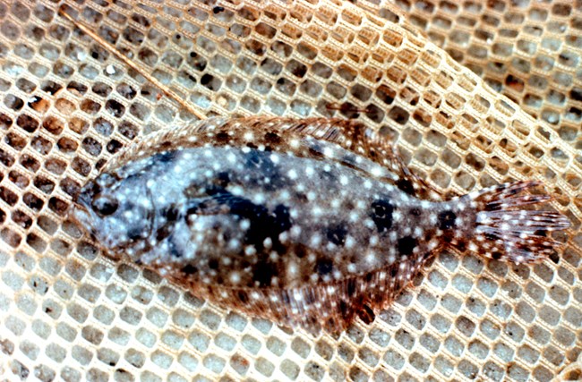 a flat fish laying on a net