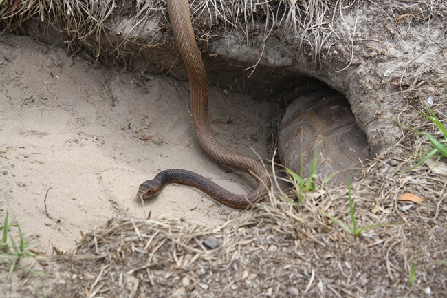 a snake and gopher tortoise at the entrance of a burrow