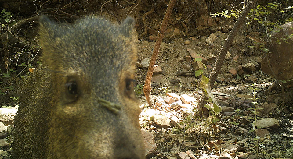 Javelina
