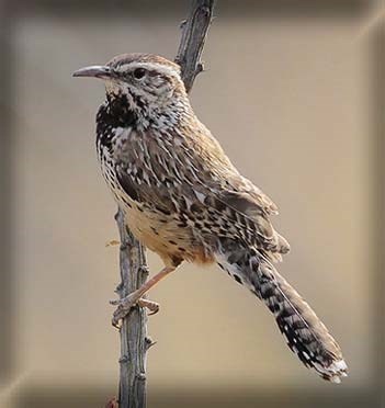 Cactus Wren sitting on an ocotillo branch.