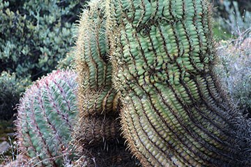 Three fishhook barrel cactus next to each other.