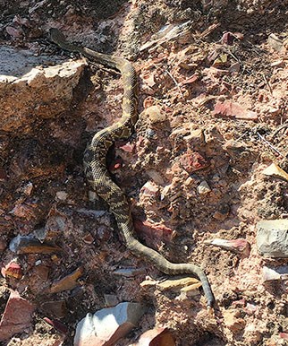 Blacktail rattlesnake moving through rocky area.