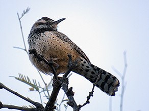 Cactus Wren sitting on branch.