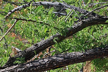 Catclaw Acacia