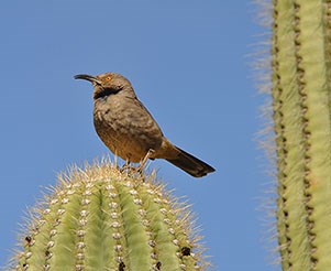 Curve-bill Thrasher sitting on a Saguaro.