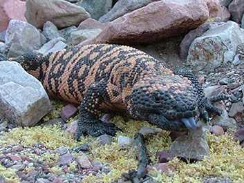 Gila Monster near rocks.