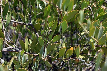 Jojoba Leaves