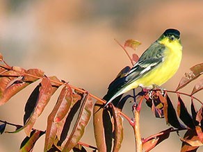 Adult Male Lesser Goldfinch sitting on a branch.