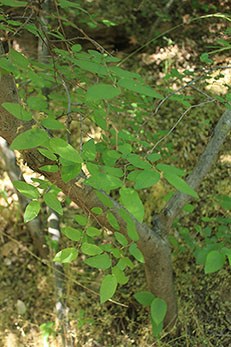 Neatleaf Hackberry