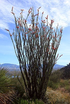 Ocotillo