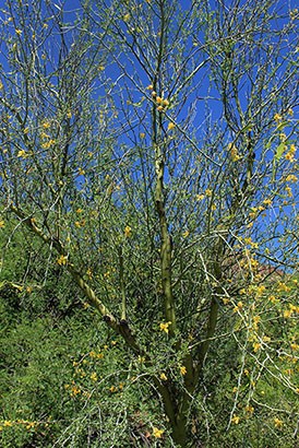 Palo Verde