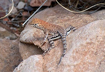Tree Lizard on a rock.
