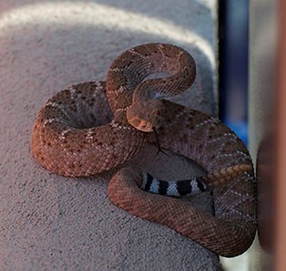 Western Diamondback coiled on a stone wall.
