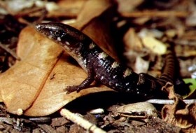 Madrean Alligator Lizard sitting on leaves.