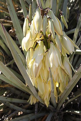 Close up of banana yucca flowers.