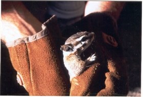 Cliff Chipmunk being helped by gloved hands.