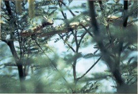 Coachwhip in a tree.