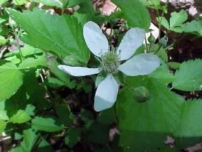 Arizona Dewberry Flower