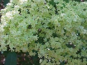 Elderberry Blossoms