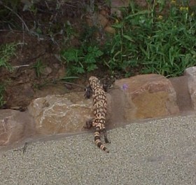 Gila Monster climbing a small rock wall.