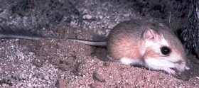 Merriam's Kangaroo Rat in sand