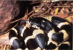 Coiled Kingsnake.