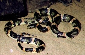 Longnose snake in sand.