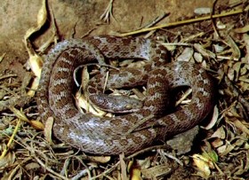 Night Sky curled up next to rock.