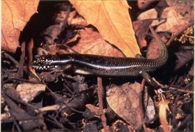 Great Plains Skink on leaves.