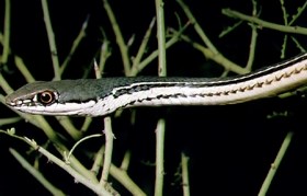 Head of Sonoran Whipsnake with palo verde branches in background.