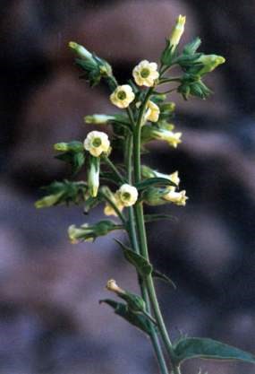 Desert Tobacco