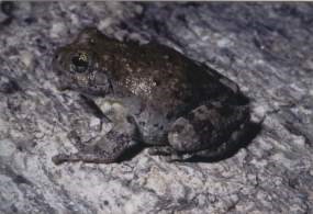 Canyon Treefrog sitting on a rock.